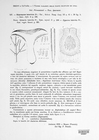 Hypomyces lateritius image